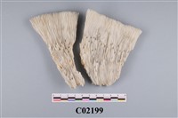 藏品(珊瑚化石)的圖片